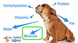 Why Do Dogs Eat Dirt Is It Bad For Them All Things Dogs All Things Dogs