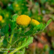 Image result for Grangea maderaspatana