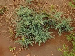 Image result for Suaeda vermiculata