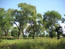 Image result for Faidherbia