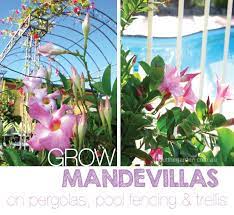 See more ideas about plants, climbing plants, planting flowers. Mandevilla Large Flower Plant Climber About The Garden Magazine