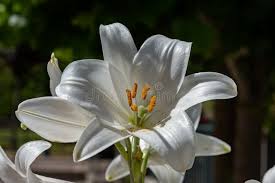Image result for Liliaceae
