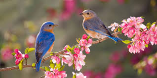 Image result for blue bird