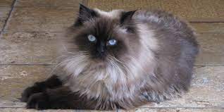 Banyak yang percaya bahwa mata biru kucing persia didapatkan dari perkawinan dengan kucing siamnese. Kucing Persia Harga Ciri Fisik Dan Cara Merawat