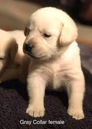 Cute Little Leadhill Labradors Yellow White Red Puppies Facebook