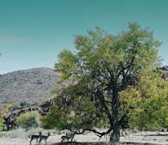 Image result for Lotononis stipulosa