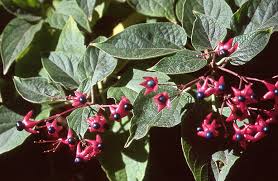 Image result for Clerodendrum melanocrater