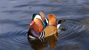 My 45# phantom makes me very happy. Wallpaper Mandarin Duck China Water Lake Tourism Animal Bird Animals 1346 Page 7