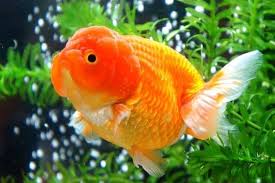 beautiful ranchu to study more about goldfish please visit http goldfishkeepers com http goldfis betta fish tank japanese goldfish beautiful fish