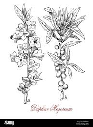 Image result for Daphne mezereum