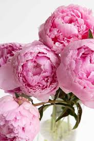 Peony garden, information for growing and breeding peonies and online nursury. Peonies Everything You Wanted To Know And More
