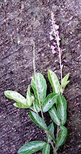 Image result for Desmodium subsecundum