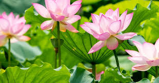 Not true if your water lilies are looking like this, overcrowded and growing on top of each other. How To Grow And Care For Waterlilies Lovethegarden