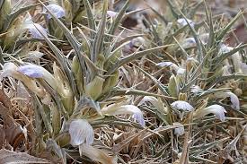 Image result for Blepharis integrifolia