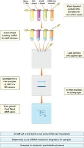 Check Out Our Analysis Of Precut Lambda Dna Flow Chart