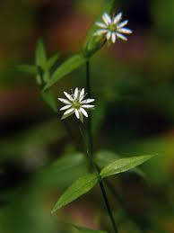 Image result for Stellaria