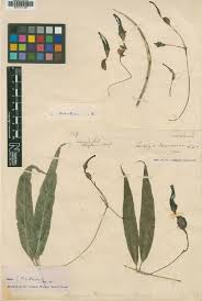 Image result for Ceropegia meyeri-johannis