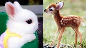 Baby Animals Cute Baby Animal Videos Funny Baby Animals Video Baby Animal Videos Cute Baby Animals Baby Animals Funny