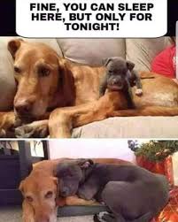 15 Random And Hilarious Cute Animals Memes Meme Cell Baby Animals Funny Funny Animal Pictures Cute Animals