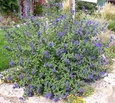 Enter any portion of the scientific, common name, or both. The Hilltop Landscape Architects And Contractors Plants And Trees For New Mexico Landscapes