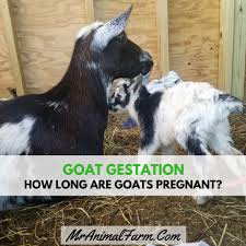 Click show more below ️instagram: Goat Gestation How Long Are Goats Pregnant Mranimal Farm