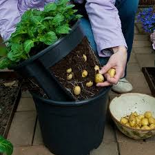 Düngen sie kartoffeln nicht nur vor dem anbau; Kiepenkerl Pflanzkartoffeln Potatopot Kartoffel Pflanztopf Samens
