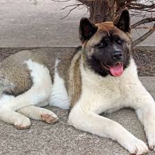 Consider a visit to the pet dentist (veterinary dental specialist) for a general evaluation, cleaning, oral surgery or additional treatment. Pin On Beautiful Photos Of Akita
