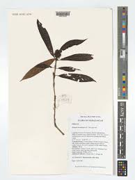 Image result for Bertiera angusiana