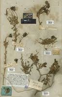 Image result for Dimorphotheca cuneata