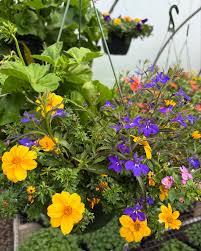 Image result for tbn:0PJB32OL7JwfOM::farm4.static.flickr.com/3324/3329876139_f2d551139f.jpg