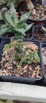 Image result for Euphorbia davyi