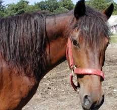 Bookings will be confirmed when deposit is received. Pony Rides For Birthday Party Ny Nyc Nj Ct Long Island