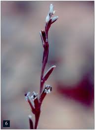 Image result for Cyphostemma hereroense