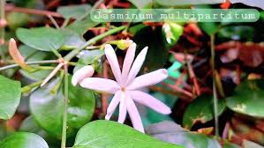Image result for Jasminum multipartitum