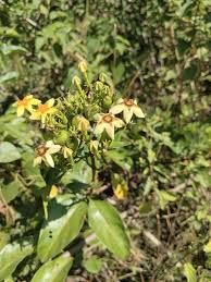 Image result for Morinda asteroscepa