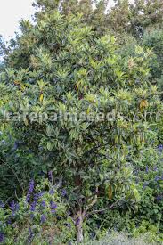 Image result for Eriobotrya