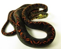 Amazon Tree Boa Beautiful Snakes Reptile Snakes Reptiles And Amphibians