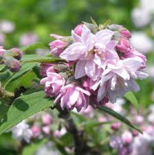 Image result for Deutzia hybrida Pink Pompon