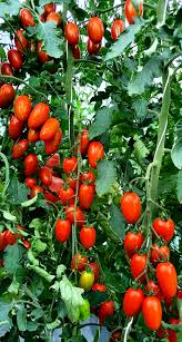 Image result for tomato Datterino