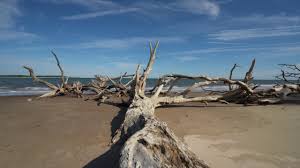 It is located on big talbot island, a coastal barrier island 20 miles east of downtown jacksonville on a1a north and immediately north of little talbot island state park along the atlantic coastal plain. Atlantic Beach Fl And The Talbot Island State Park