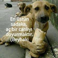 Bal Kopugu Sozler Adli Kullanicinin Hayvanlar Icin Bir Umut Panosundaki Pin Hayvan Sozleri Hayvan Ilham Verici Alintilar