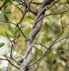 Image result for Rhoicissus digitata