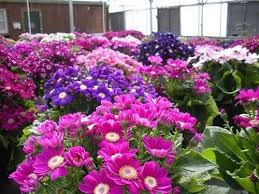 Image result for Cineraria