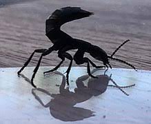 During the day it tends to rest among leaf litter or under stones. Devil S Coach Horse Beetle Wikipedia