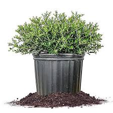 Maybe you would like to learn more about one of these? Perfect Plants Schillings Holly 3 Gal Size Tsc0042 At Tractor Supply Co