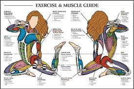 Muscle Exercise Exercise Each Muscle Group