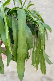 Image result for Euphorbia ramulosa