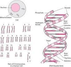 How do proteins relate to traits. Genes And Chromosomes Fundamentals Merck Manuals Consumer Version