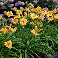 Cascades nicely over the edge of a hanging basket. Photo Essay 19 Perennials For Clay Soil Perennial Resource