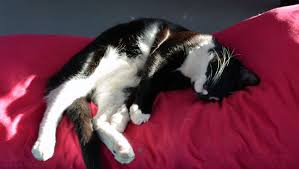 A yoga sequence for building a daily practice the following sequence will wake up the body and activate essential muscles to infuse your day with stability and openness. Arizona Cat Cafe La Gattara Raising Money For Improvements